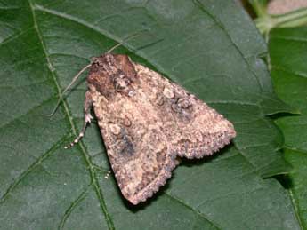 Mythimna languida Wlk. adulte - �Philippe Mothiron