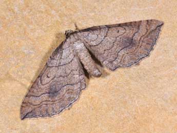 Coenocalpe lapidata Hb. adulte - �Philippe Mothiron