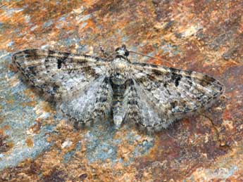 Eupithecia laquaearia H.-S. adulte - �Daniel Morel