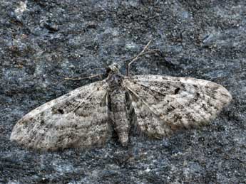 Eupithecia lariciata Frr adulte - �Daniel Morel