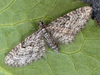 Eupithecia lariciata Frr adulte - �Daniel Morel