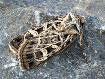 Chersotis larixia Gn. adulte - �Daniel Morel