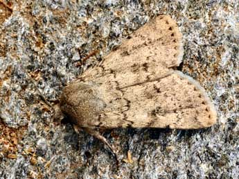 Epipsilia latens Hb. adulte - �Daniel Morel