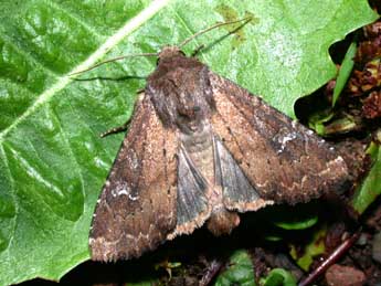 Apamea lateritia Hfn. adulte - �Philippe Mothiron