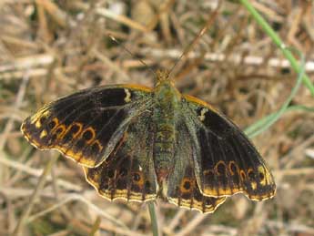 Issoria lathonia L. adulte - �J�r�me Albre