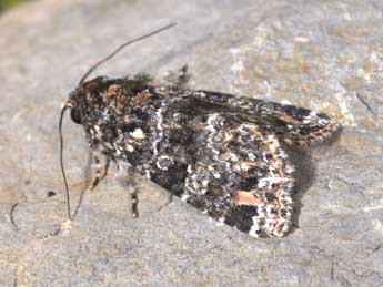 Callopistria latreillei Dup. adulte - �Philippe Mothiron