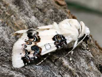 Enterpia laudeti Bsdv. adulte - �Daniel Morel