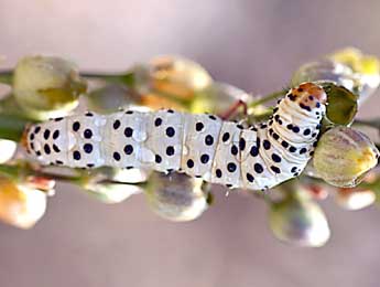  Chenille de Enterpia laudeti Bsdv. - �Daniel Morel