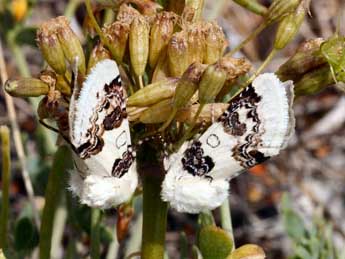 Enterpia laudeti Bsdv. adulte - �Daniel Morel