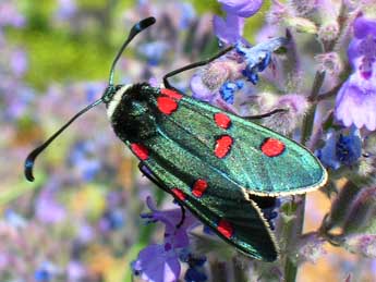 Zygaena lavandulae Esp. adulte - �Amy Sergent