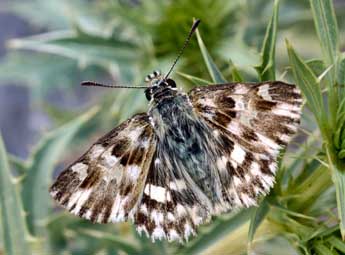 Muschampia lavatherae Esp. adulte - �Daniel Morel