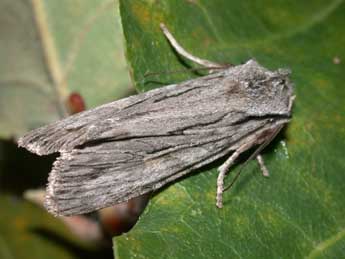 Lithophane leautieri Bsdv. adulte - �Philippe Mothiron