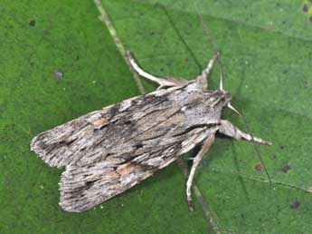 Lithophane leautieri Bsdv. adulte - �Philippe Mothiron