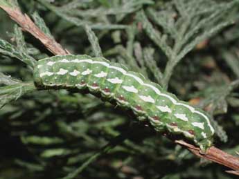  Chenille de Lithophane leautieri Bsdv. - �Serge Wambeke