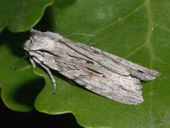 Lithophane leautieri Bsdv. adulte - �Philippe Mothiron