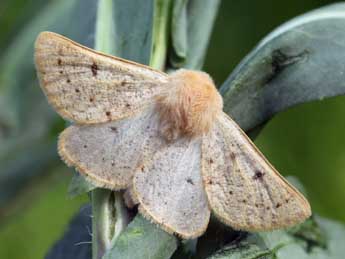 Dyscia lentiscaria Donz. adulte - �Daniel Morel