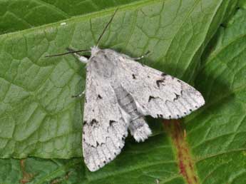 Acronicta leporina L. adulte - �Philippe Mothiron
