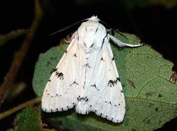 Acronicta leporina L. adulte - �Philippe Mothiron