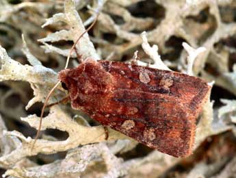 Cerastis leucographa D. & S. adulte - �Daniel Morel