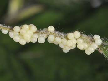  Oeuf de Cerastis leucographa D. & S. - �Philippe Mothiron