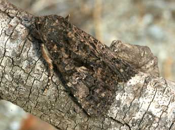 Aedia leucomelas L. adulte - �Daniel Morel