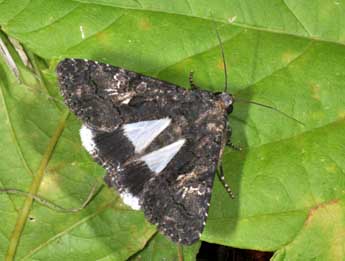 Aedia leucomelas L. adulte - �Philippe Mothiron