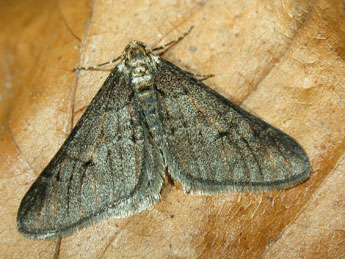 Agriopis leucophaearia D. & S. adulte - �Philippe Mothiron