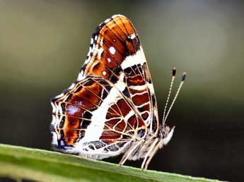 Araschnia levana L. adulte - �Daniel Morel