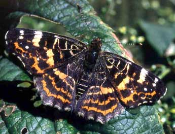 Araschnia levana L. adulte - �Serge Wambeke