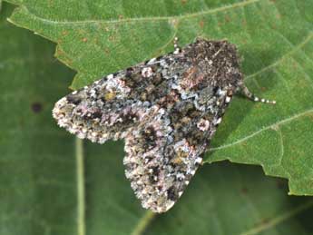Polymixis lichenea Hb. adulte - �Philippe Mothiron