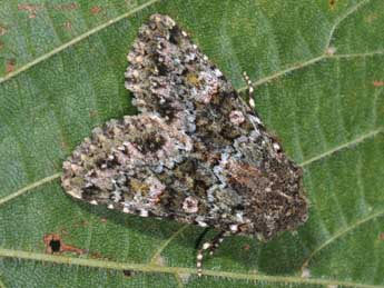 Polymixis lichenea Hb. adulte - �Philippe Mothiron