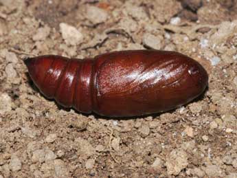  Chrysalide de Polymixis lichenea Hb. - �St�phane Grenier