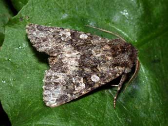 Polymixis lichenea Hb. adulte - �Philippe Mothiron