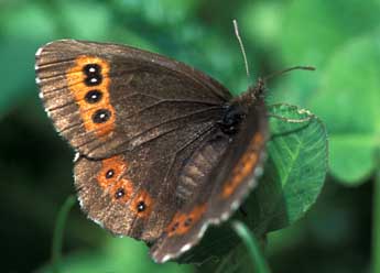 Erebia ligea L. adulte - �Tristan Lafranchis