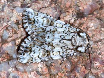 Craniophora ligustri D. & S. adulte - �J�r�me Barbut