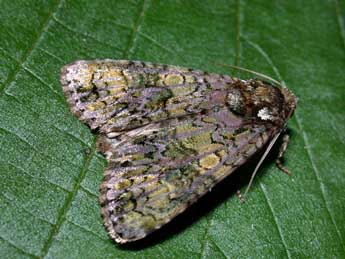 Craniophora ligustri D. & S. adulte - �Philippe Mothiron