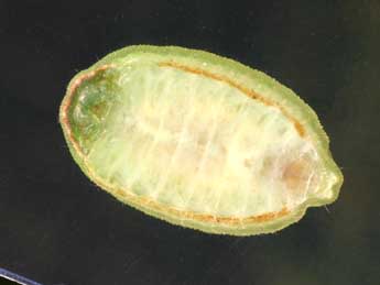  Chenille de Apoda limacodes Hfn. - �Serge Wambeke