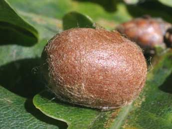  Chrysalide de Apoda limacodes Hfn. - �Serge Wambeke