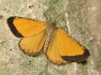 Isturgia limbaria F. adulte - �Lionel Taurand