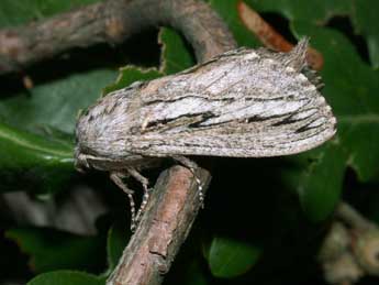 Gufria limosa Serres adulte - �Philippe Mothiron