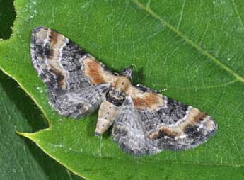 Eupithecia linariata D. & S. adulte - �Philippe Mothiron