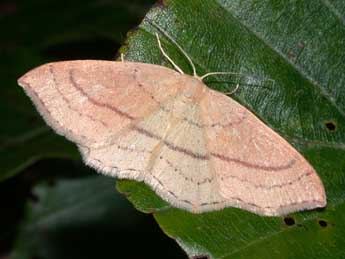 Cyclophora linearia Hb. adulte - �Philippe Mothiron