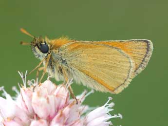 Thymelicus lineola O. adulte - �Daniel Morel