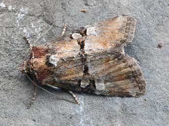 Litoligia literosa Hw. adulte - �Daniel Morel