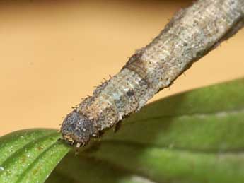  Chenille de Idaea litigiosaria Bsdv. - �Lionel Taurand