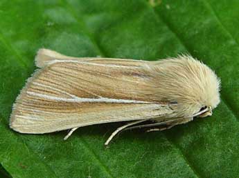 Mythimna litoralis Curt. adulte - �Jean-Paul Quinette