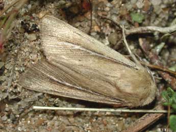 Mythimna litoralis Curt. adulte - �Herv� Guyot