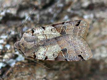 Anchoscelis litura L. adulte - �Daniel Morel