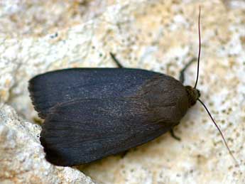 Amphipyra livida D. & S. adulte - �Daniel Morel