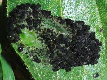  Chrysalide de Hypena lividalis Hb. - �St�phane Grenier